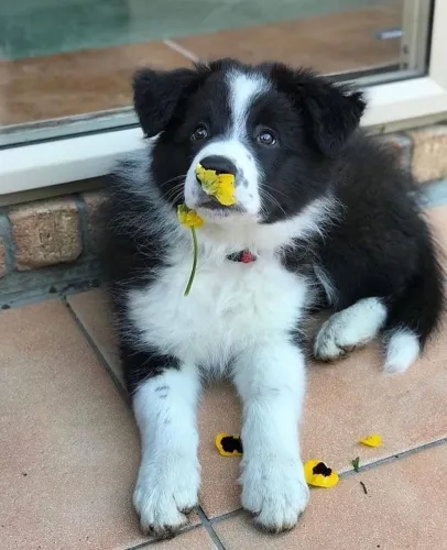 Border Collie - Encanto Que Encanta A Todos