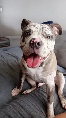 Doação American Bully - Macho
