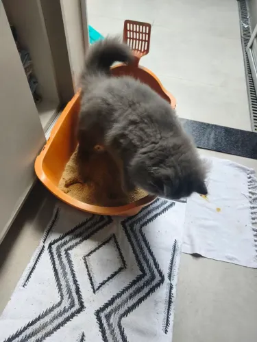 Gato Persa 5 meses
