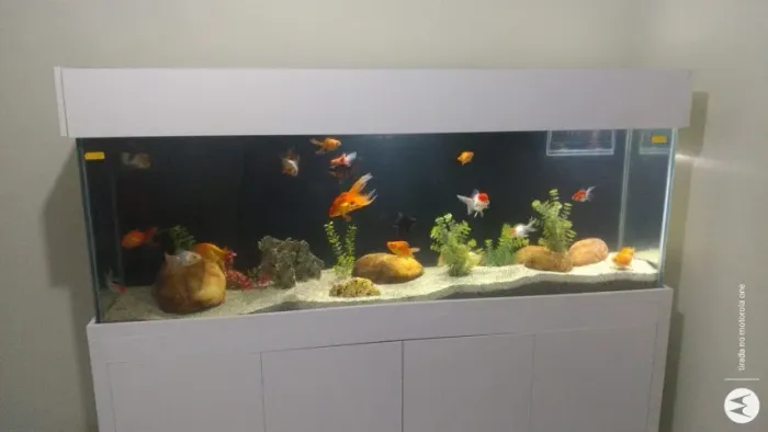 OPORTUNIDADE, VENDO LINDO AQUARIO.