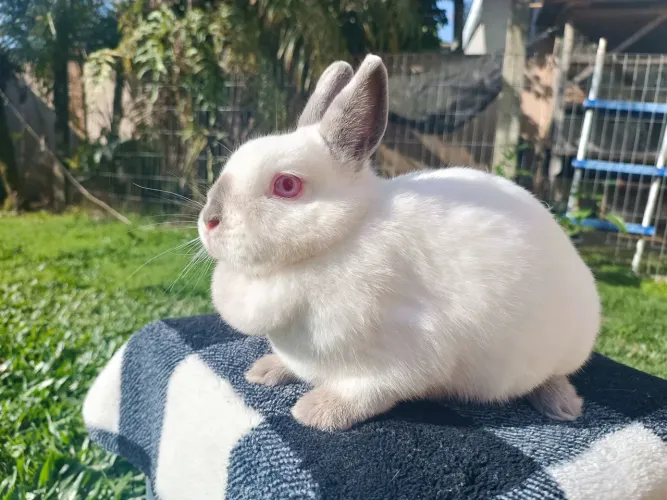 Coelho Netherland Dwarf
