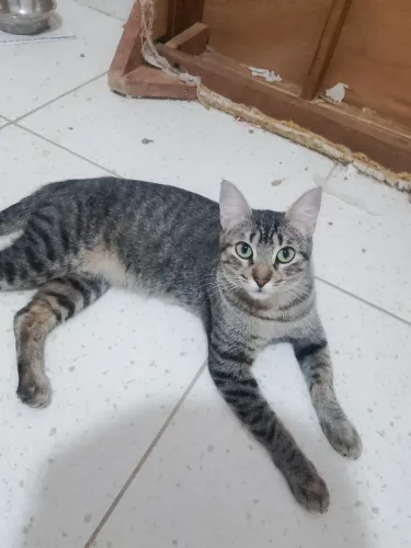 Gata para adoção responsável
