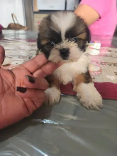 Shih Tzu com perfil para quem busca companhia constante