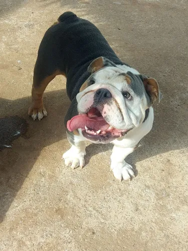 Bulldog inglês