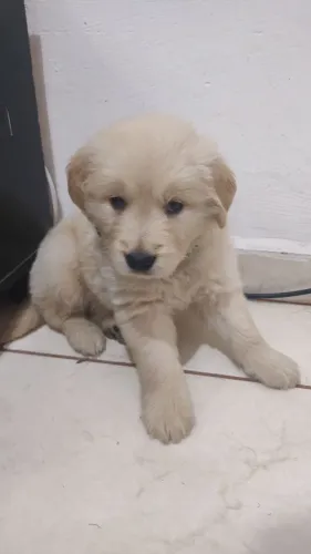 GOLDEN RETRIEVER
