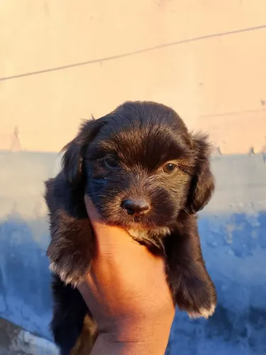 Cachorro 