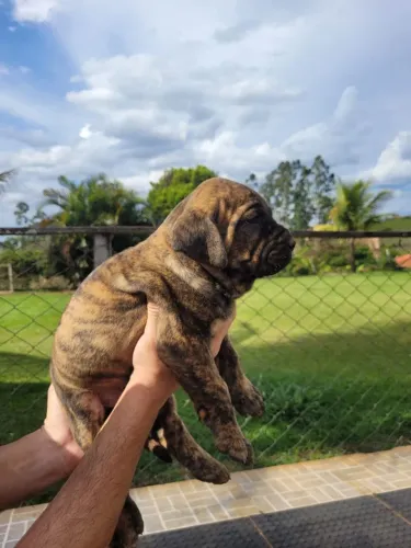 Filhotes de fila brasileiro