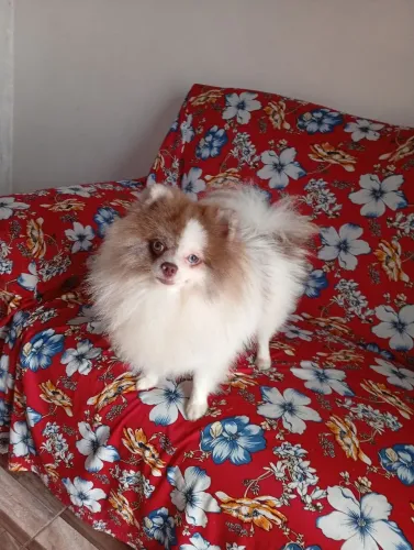 Cachorro 
