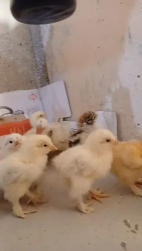 Lindos pintinhos brahma light e pescoço pelado de uma semana, 20 dias e um mês e meio