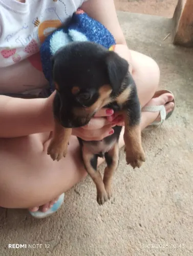 Procuro cachorro pinscher para comprar