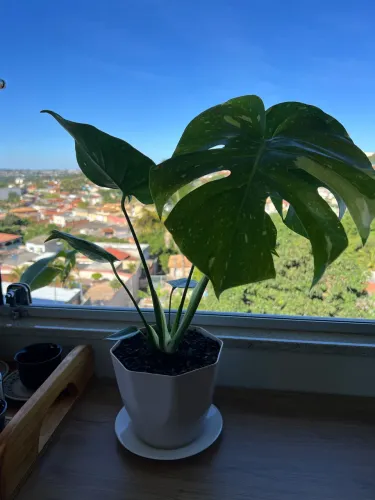 Costela de Adão variegata.