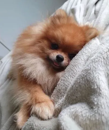 Filhotes De Spitz Alemão - Seus Dias Mais Felizes E Alegre Ao Lado De Um Filhote
