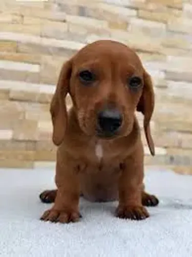 Filhote Fêmea Caramelo Basset Salsicha Daschund com 60 Dias