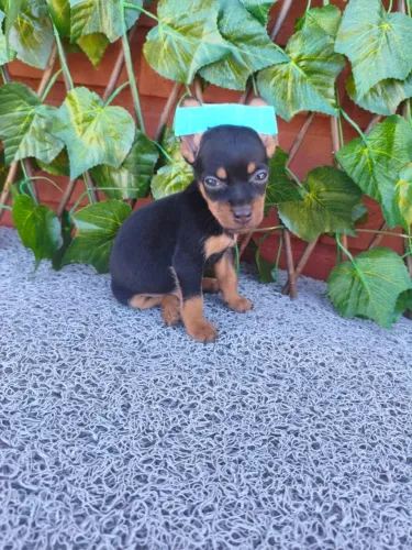 Filhote de Pinscher fofinho procurando um lar cheio de amor