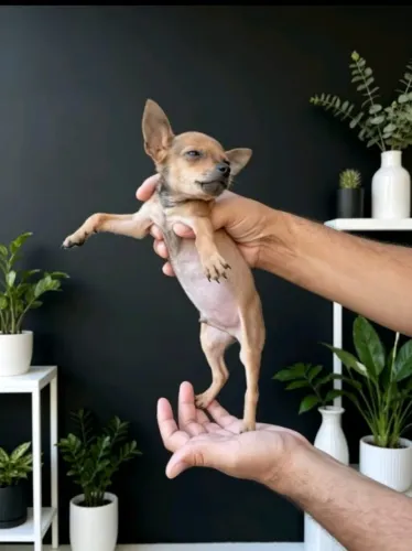Mini Pinscher Fêmea Linda