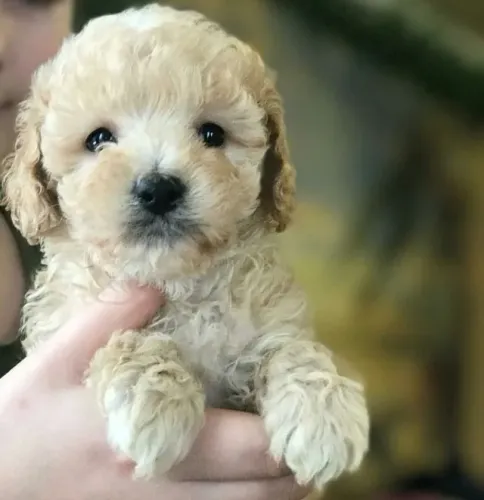 Filhotes de Poodle - Conheça Nossos Pequenos Criados com Dedicação