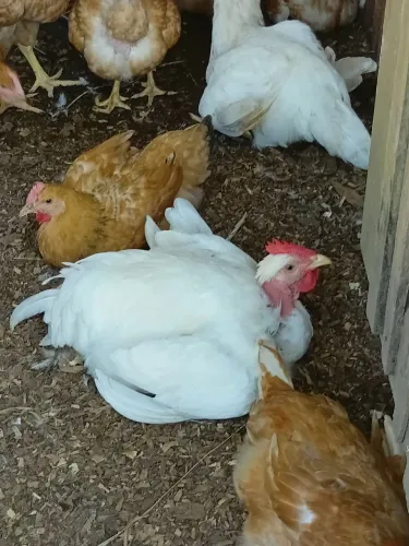 Galos