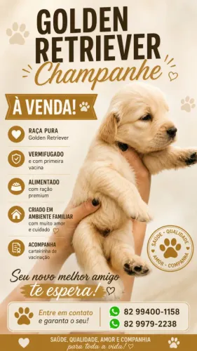 Filhotes Golden Retrivier
