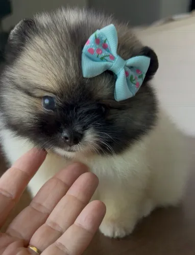 Menina Spitz alemão anão - lulu da pomerânia