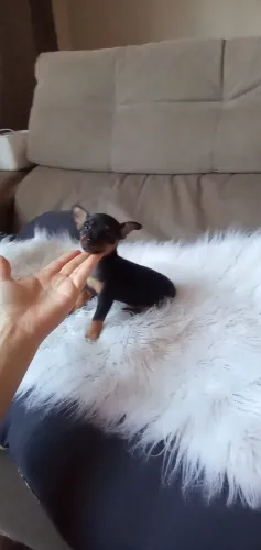 Pinscher Zero Fêmea