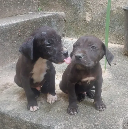 Cane corso com dog alemão machos