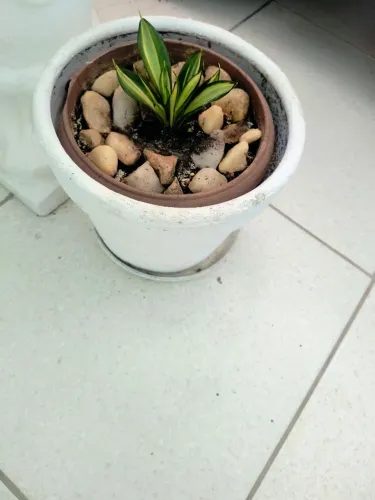 Vaso com planta