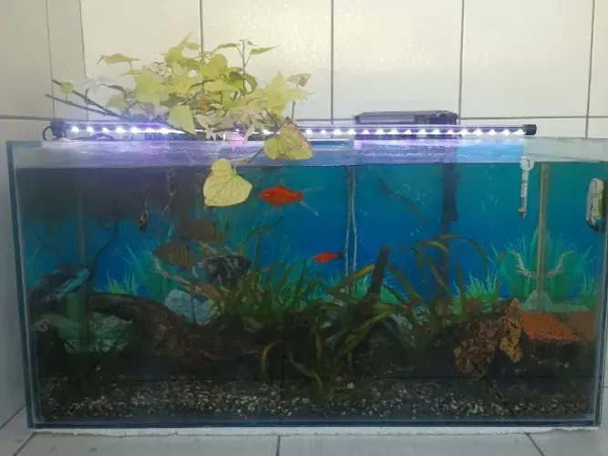 Aquário de 200L 50x40x100 cm