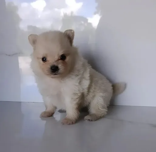 Lindo Machinho de Lulu da Pomerânia