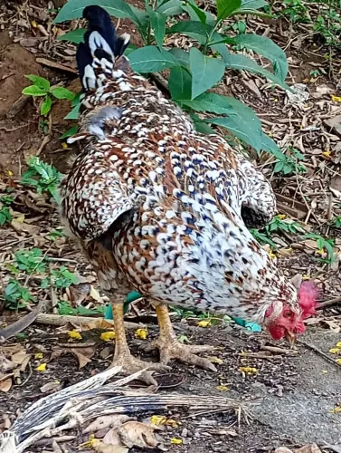 Ovos galados galinha balão sertaneja .