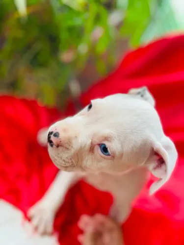 FILHOTES TOP DE AMERICAN BULLY com PIT MONSTER