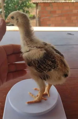 Galinha Sertaneja Balão GSB