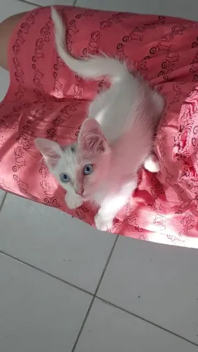 Filhote gato macho adoção 