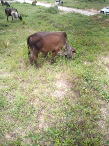 VENDO GARROTE, GIR MANSO 