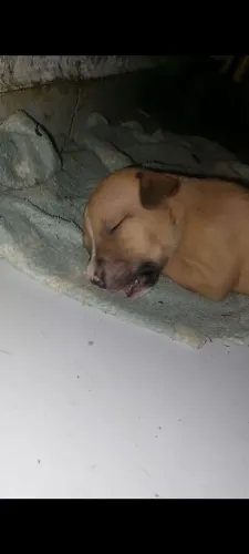 FILHOTE DE PITBULL BLACK COM RED NOSE GENETICA MULLER
