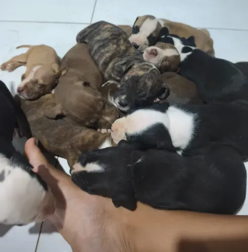 Cachorros Pitbull