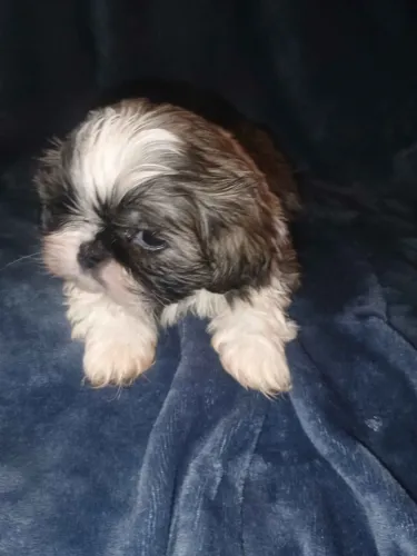 Filhotes de Shih tzu | Felicidade em forma de patas.