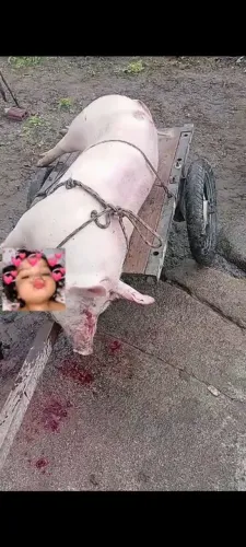Porco criado só com mandioca