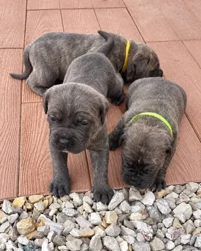 Cane corso filhotes