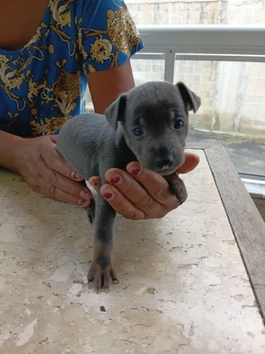 Vendo Cachorro pinscher