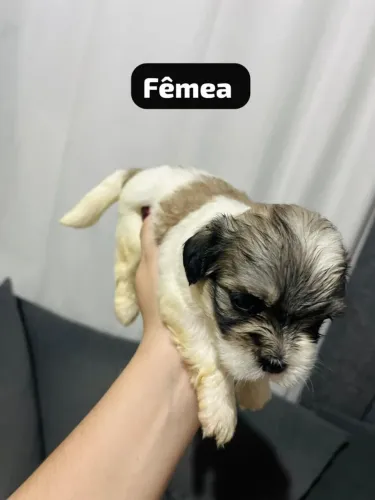 Vendo filhote de Shih Tzu 