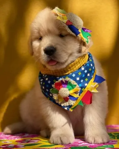 Golden retriever com otima linhagem