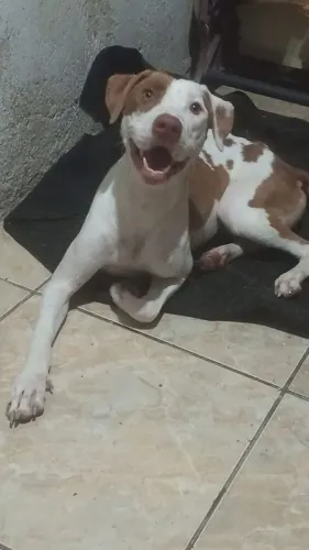 Casal de pitbull para adoção