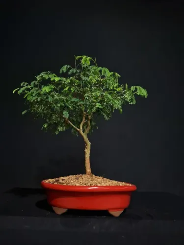 Bonsai de Piteco / Vaso de Cerâmica Vermelho - Hajime Bonsai