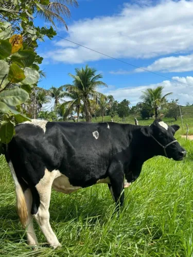Venda de Vaca Leiteira 