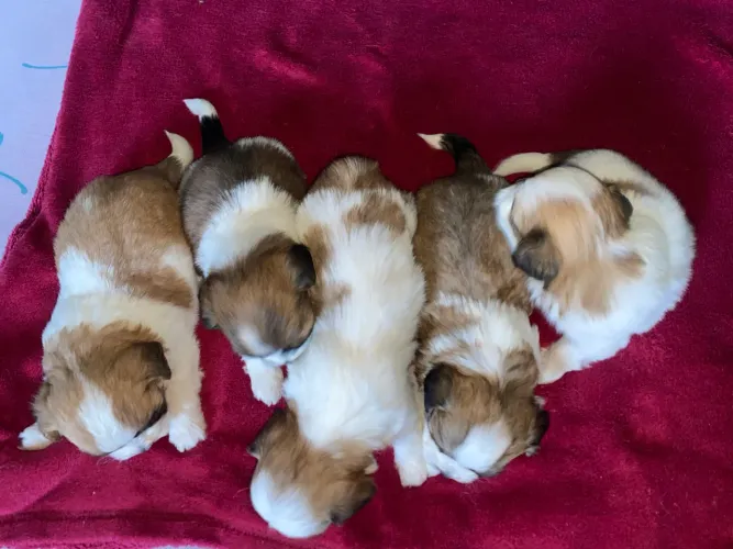Filhotes Lhasa apso