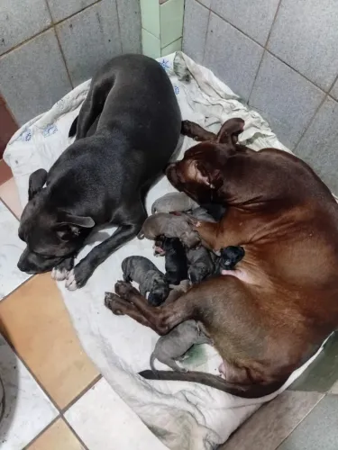 PIT BULL. RED NOSE. É AMÉRICA filhotes várias cores