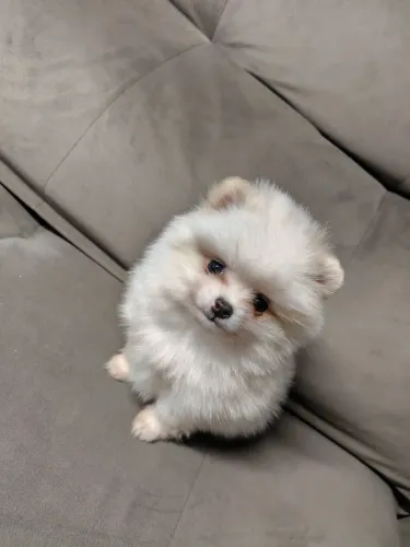 Spitz alemão / macho