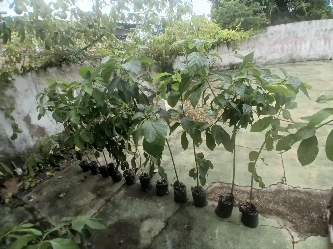 plantas