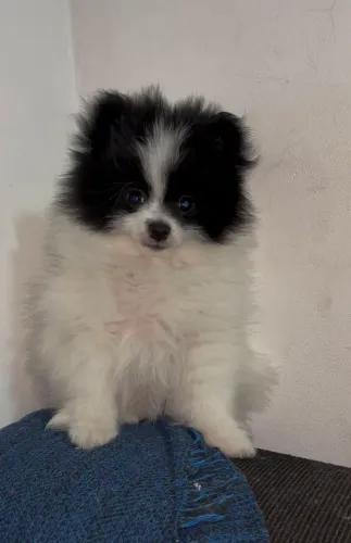 Filhotes de Spitz alemão macho