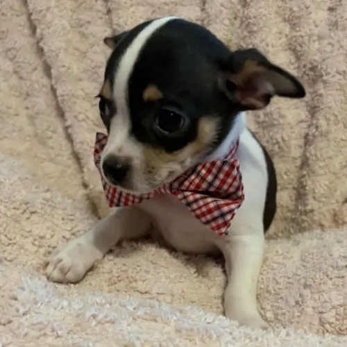 Chihuahua Pelo Curto | Perfeito 